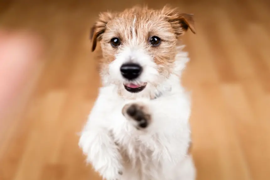 Veja cuidados a se ter com os cachorros sem raça definida Veja cuidados a se ter com os cachorros sem raça definida