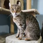 4 características do gato da raça highlander 