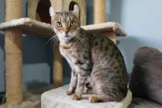 4 características do gato da raça highlander 