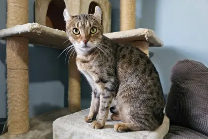 4 características do gato da raça highlander  4 características do gato da raça highlander