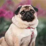 7 cuidados importantes com cachorros braquicefálicos 