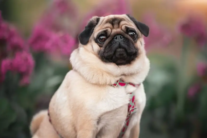 7 cuidados importantes com cachorros braquicefálicos 