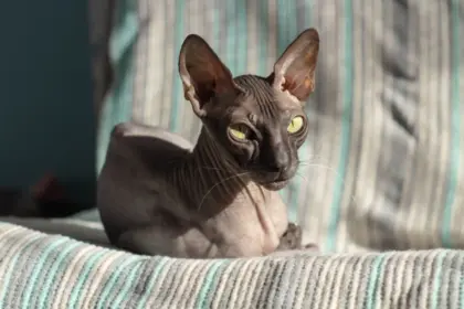 7 cuidados importantes com gatos sem pelos  7 cuidados importantes com gatos sem pelos