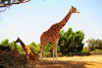 8 curiosidades interessantes sobre as girafas 