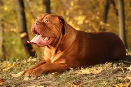 4 características do cachorro da raça dogue de bordeaux