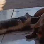 Em Goianésia, cadela adota gato e história desafia o mito da rivalidade entre espécies