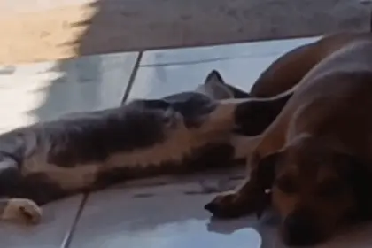 Em Goianésia, cadela adota gato e história desafia o mito da rivalidade entre espécies