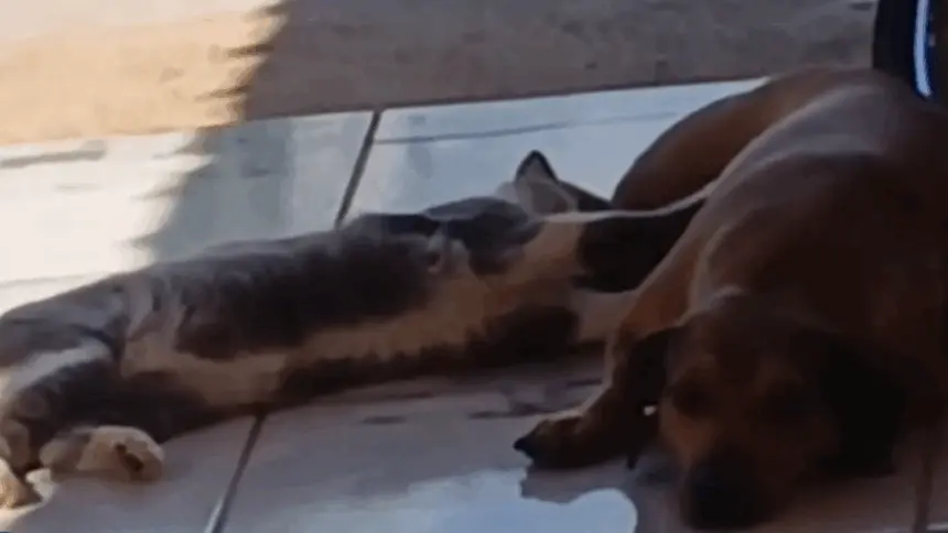 Em Goianésia, cadela adota gato e história desafia o mito da rivalidade entre espécies Em Goianésia, cadela adota gato e história desafia o mito da rivalidade entre espécies