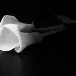 Nota de Falecimento Nota de Falecimento