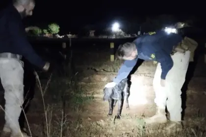 Policiais resgatam cachorro que se afogava em represa às margens de rodovia