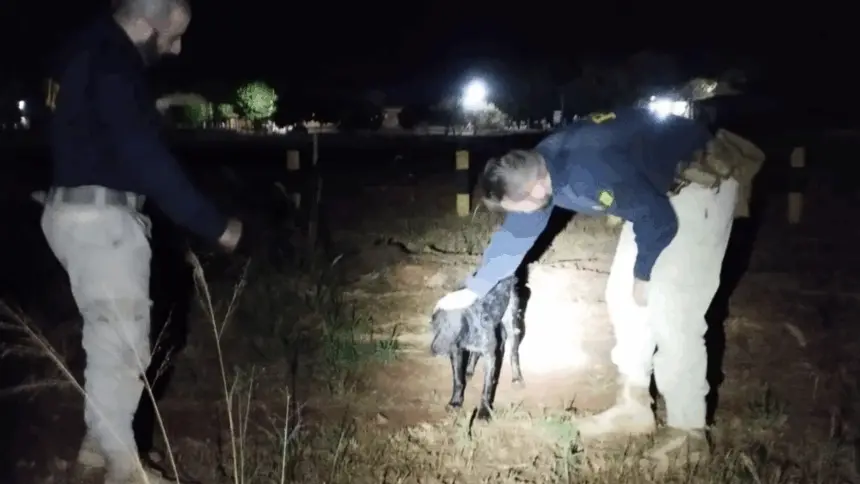 Policiais resgatam cachorro que se afogava em represa às margens de rodovia Policiais resgatam cachorro que se afogava em represa às margens de rodovia