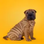 8 raças de cachorro com a pele enrugada