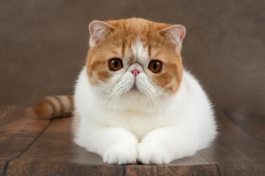 8 raças de gato com o focinho curto 8 raças de gato com o focinho curto