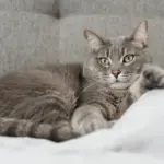 10 nomes para gatos tranquilos