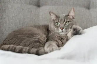 10 nomes para gatos tranquilos