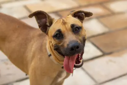 12 nomes perfeitos para vira-lata caramelo