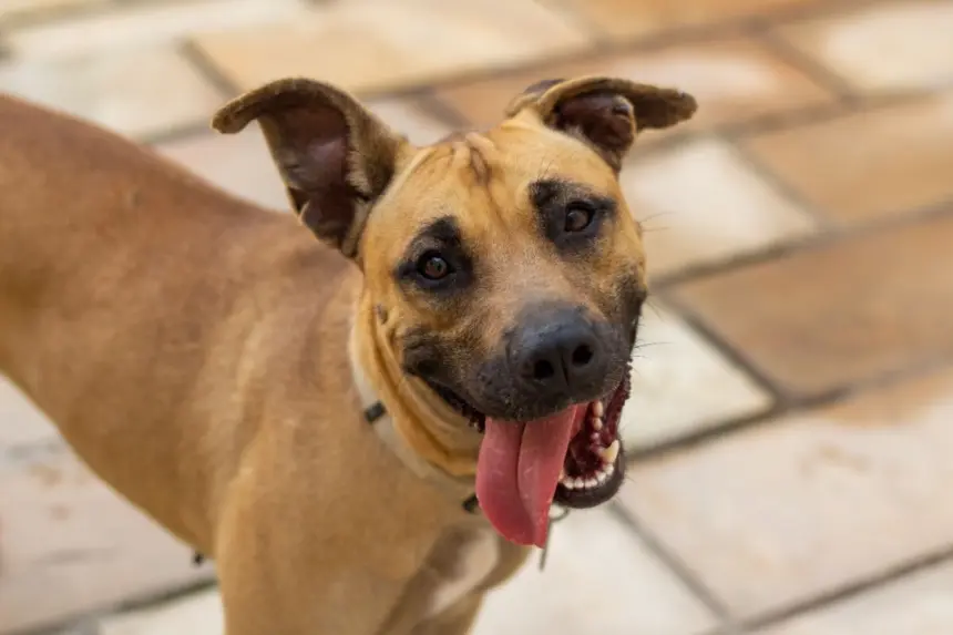 12 nomes perfeitos para vira-lata caramelo