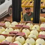 Agrodefesa garante segurança fitossanitária e Goiás inicia exportação de melão para Argentina – Portal Goiás Agrodefesa garante segurança fitossanitária e Goiás inicia exportação de melão para Argentina – Portal Goiás