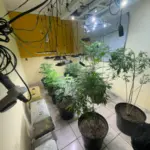 Operação cumpre buscas e localiza estufa em residência com centenas de mudas de maconha em Cavalcante – Policia Civil do Estado de Goiás Operação cumpre buscas e localiza estufa em residência com centenas de mudas de maconha em Cavalcante – Policia Civil do Estado de Goiás