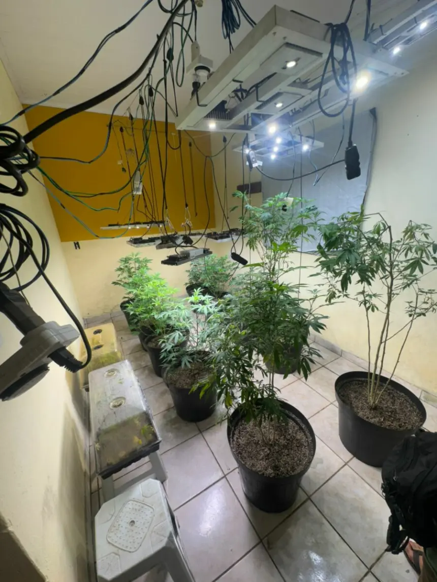 Operação cumpre buscas e localiza estufa em residência com centenas de mudas de maconha em Cavalcante – Policia Civil do Estado de Goiás Operação cumpre buscas e localiza estufa em residência com centenas de mudas de maconha em Cavalcante – Policia Civil do Estado de Goiás