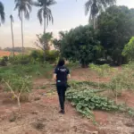 PCGO desarticula grupo criminoso envolvido com tráfico de drogas em Caçu – Policia Civil do Estado de Goiás