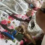 PCGO prende homem em flagrante por agressões, ameaças e posse ilegal de armas em Araguapaz – Policia Civil do Estado de Goiás