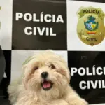 PCGO recupera em Catalão filhote de Shih Tzu furtado na porta de residência – Policia Civil do Estado de Goiás