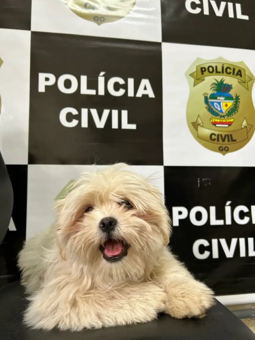PCGO recupera em Catalão filhote de Shih Tzu furtado na porta de residência – Policia Civil do Estado de Goiás