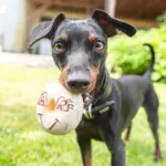11 cuidados importantes com a raça pinscher 