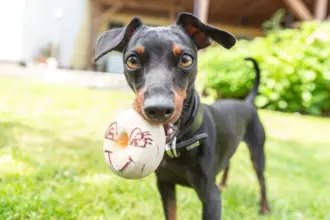 11 cuidados importantes com a raça pinscher 