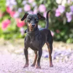 14 curiosidades sobre o cachorro da raça pinscher