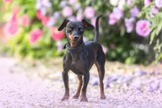 14 curiosidades sobre o cachorro da raça pinscher