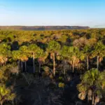 Goiás remunera produtores rurais que preservam Cerrado – Portal Goiás