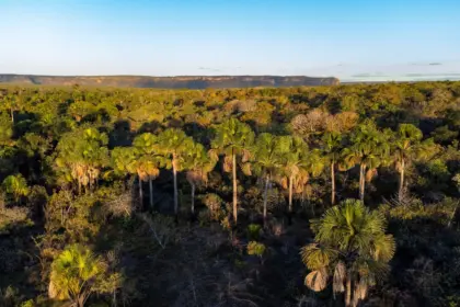 Goiás remunera produtores rurais que preservam Cerrado – Portal Goiás