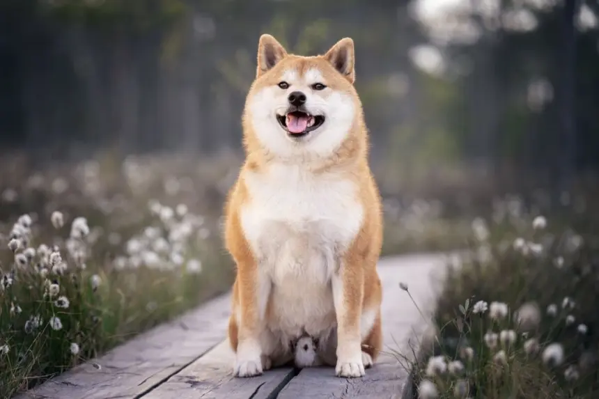 7 raças de cachorro de origem japonesa 7 raças de cachorro de origem japonesa