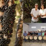 Começa temporada de jabuticaba em Hidrolândia – Portal Goiás Começa temporada de jabuticaba em Hidrolândia – Portal Goiás