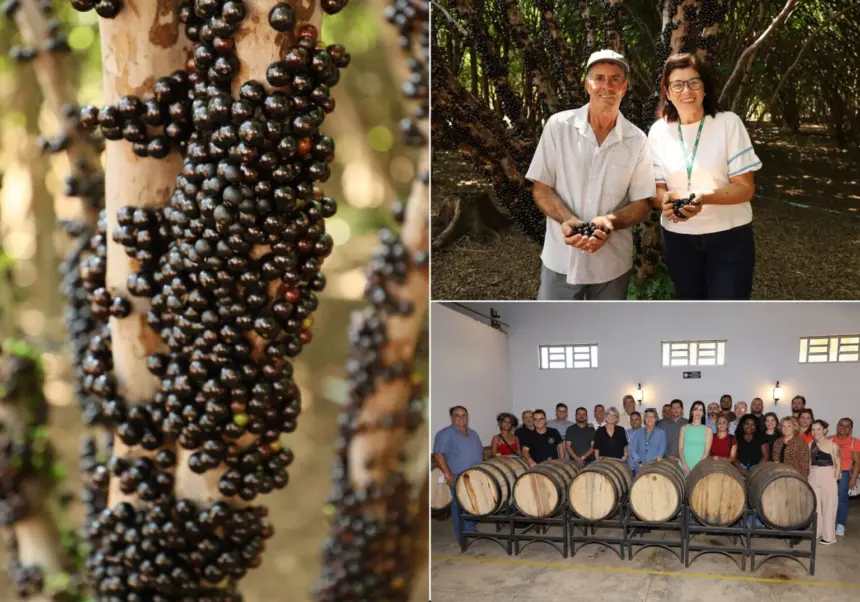 Começa temporada de jabuticaba em Hidrolândia – Portal Goiás Começa temporada de jabuticaba em Hidrolândia – Portal Goiás