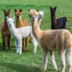 7 curiosidades interessantes sobre as alpacas