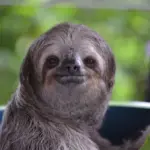 8 curiosidades interessantes sobre o bicho-preguiça 