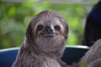 8 curiosidades interessantes sobre o bicho-preguiça 