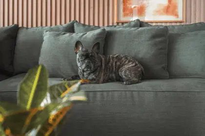 6 dicas para escolher tecidos resistentes para casa com pets