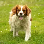 7 raças de cachorro francesas 