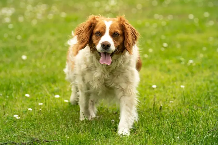 7 raças de cachorro francesas 7 raças de cachorro francesas