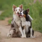 12 nomes perfeitos para cachorros sociáveis 