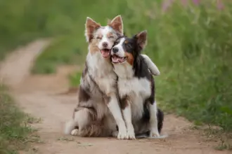 12 nomes perfeitos para cachorros sociáveis 