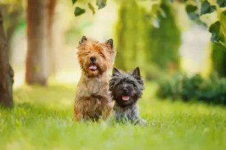 4 características do cachorro da raça cairn terrier 
