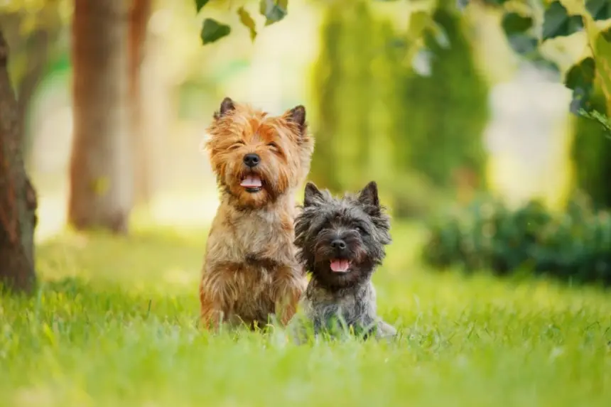4 características do cachorro da raça cairn terrier 