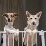 8 dicas para deixar a casa segura para o animal de estimação  8 dicas para deixar a casa segura para o animal de estimação