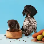 4 curiosidades sobre o paladar dos cachorros 4 curiosidades sobre o paladar dos cachorros