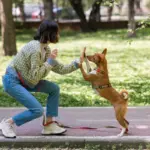 8 erros para não cometer no adestramento do cachorro 